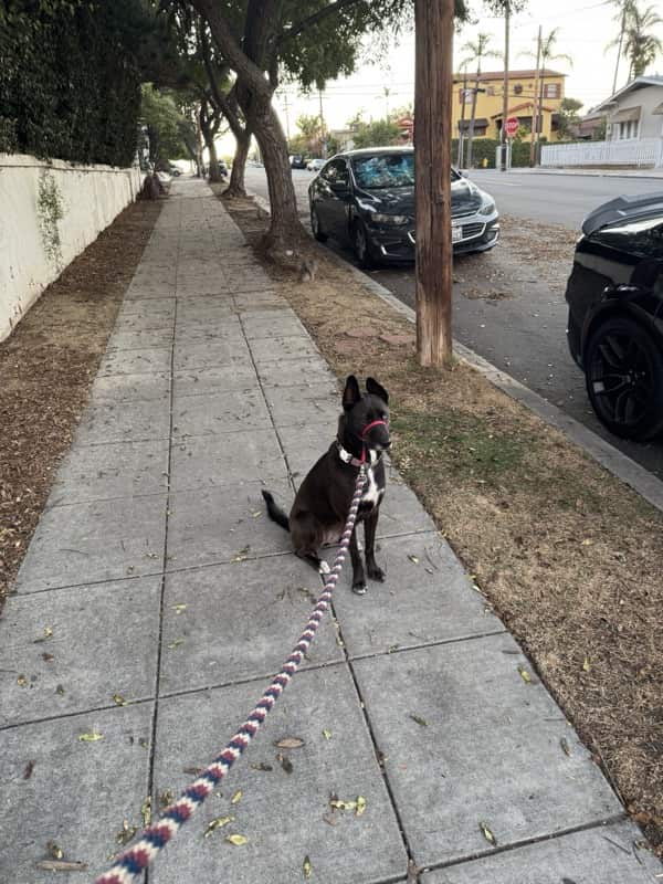 A picture of a black dog named Bowie sitting, taken on October 18 2025 at 6:54 am